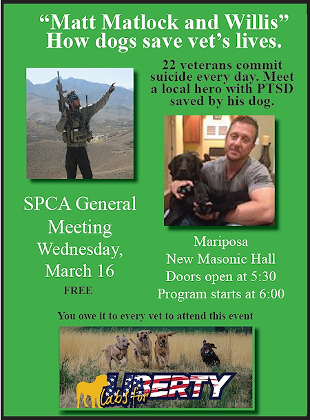 Vets and Dogs